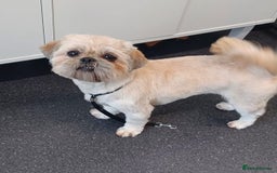 Shih Tzu dogs for sale: Rehoming my Shih tzu girl peaches  - Image 1