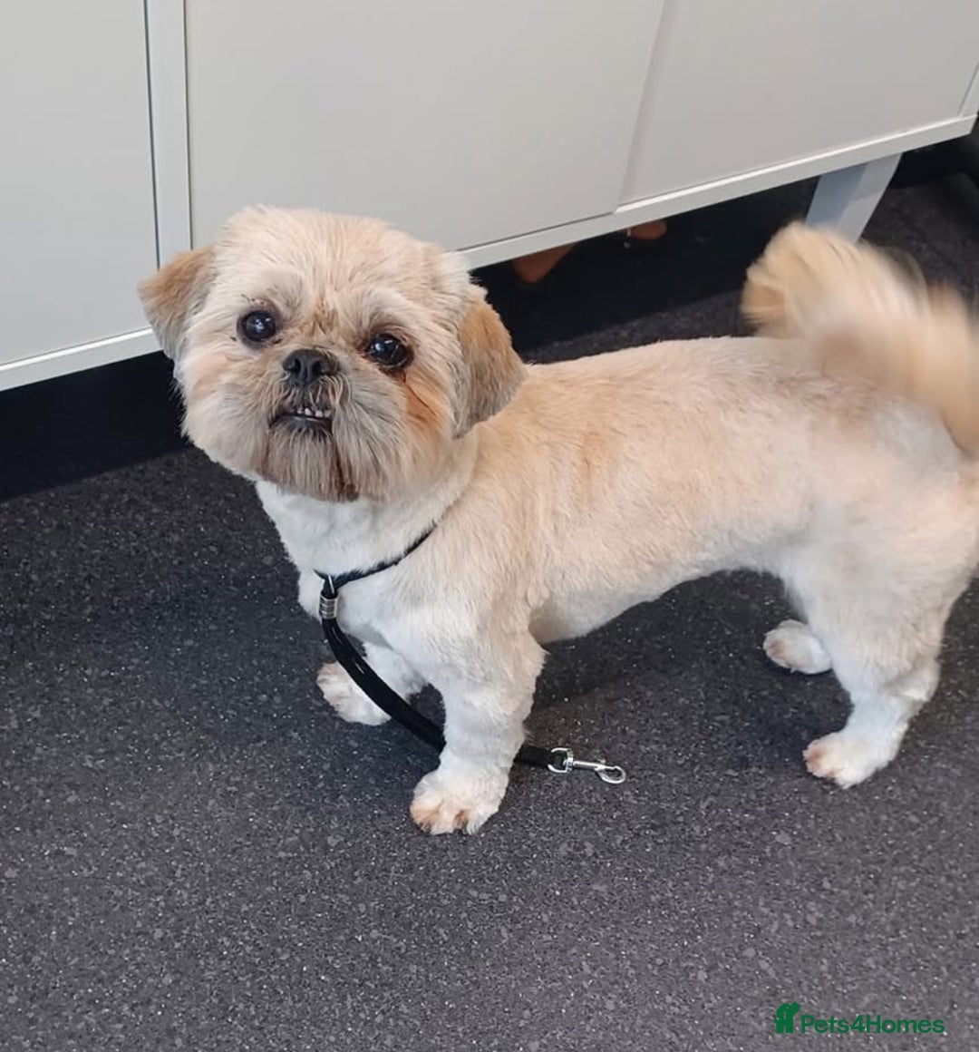 Shih Tzu dogs for sale: Rehoming my Shih tzu girl peaches  - Image 1