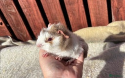 Guinea Pig rodents for sale: males guinea pigs  - Image 5