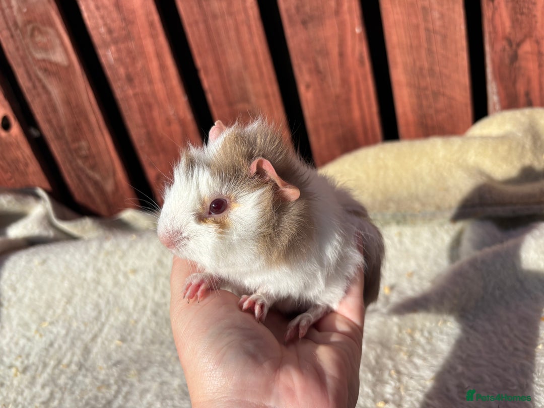 Guinea Pig rodents for sale: males guinea pigs  - Image 5