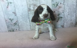 Cocker Spaniel dogs for sale: Well socialised Pedigree Cocker pups - Image 5