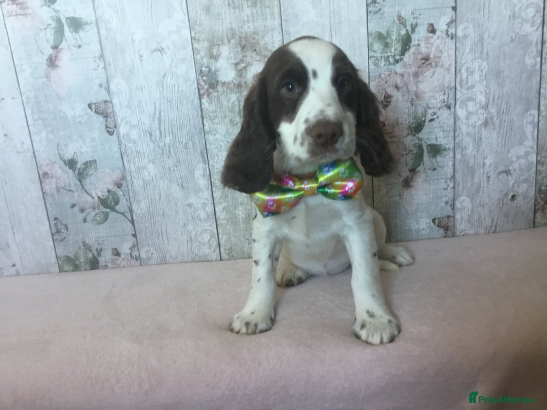 Cocker Spaniel dogs for sale: Well socialised Pedigree Cocker pups - Image 5