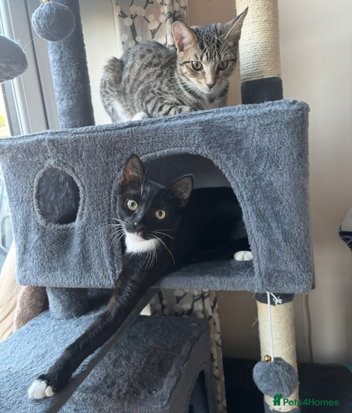 Mixed Breed cats 4 cats looking to be re homed  - Advert 1