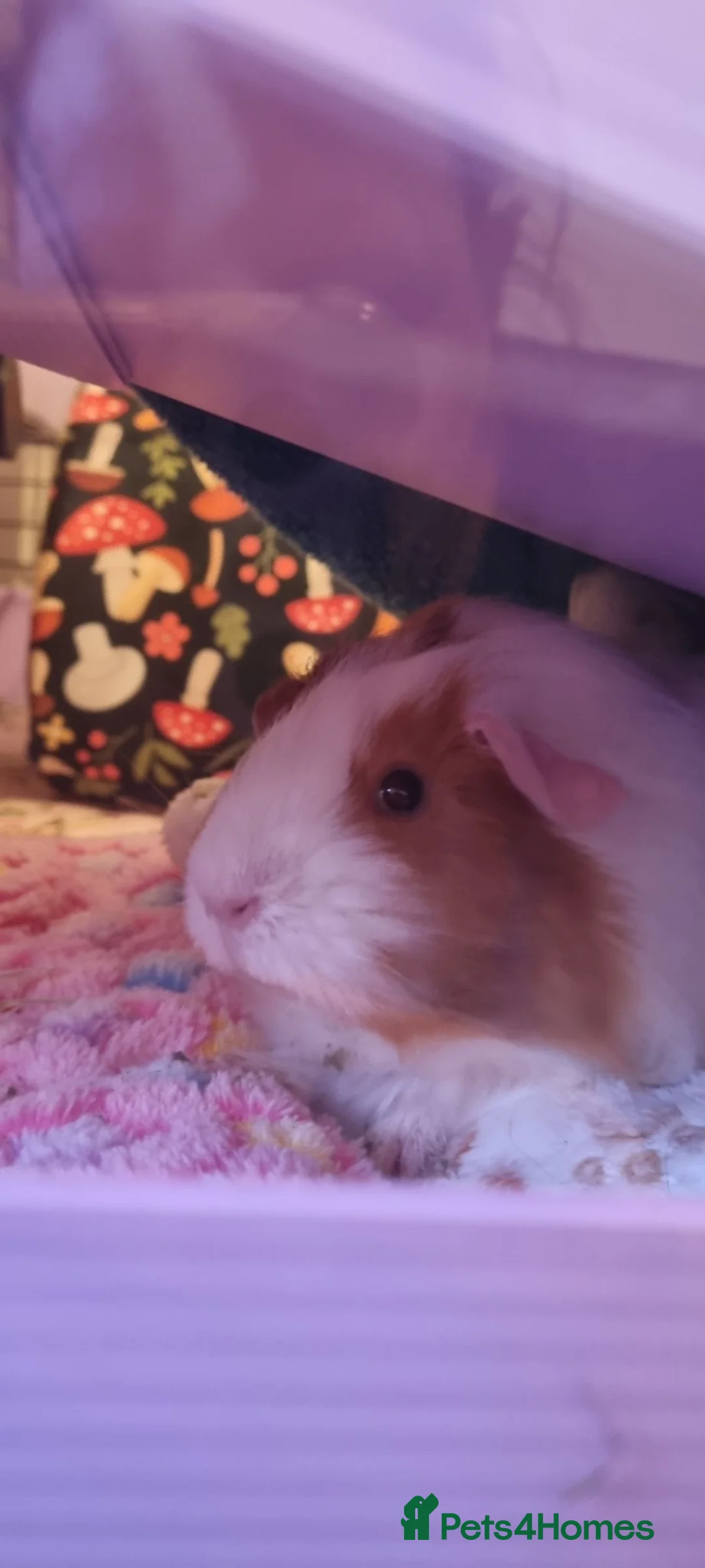 Guinea Pig rodents for sale: 2 free female guinea pigs and free indoor cage in Wigan - Advert 12