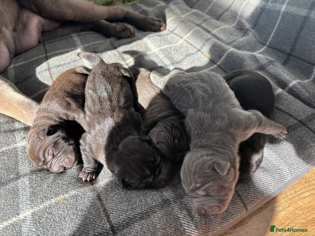 Shar Pei dogs for sale: Beautiful Shar peis - Image 3
