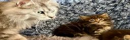 Maine Coon cats for sale: Pure Maine Coon Kittens - Advert 4