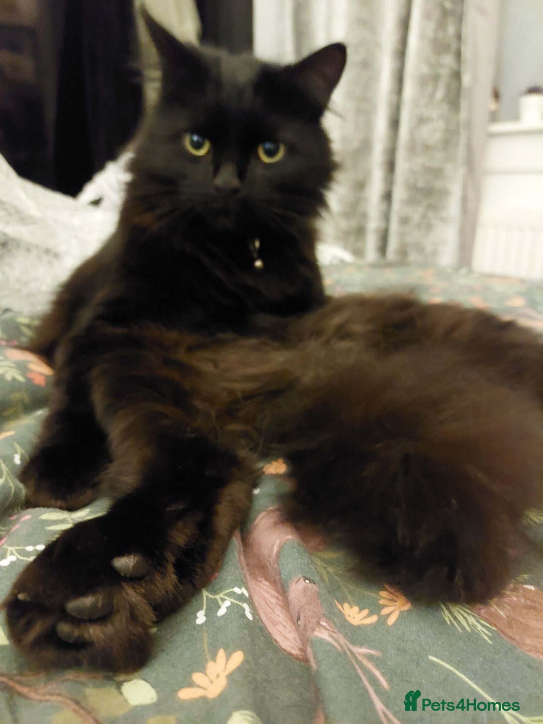 Mixed Breed cats for sale: 5 Year Old Cat For Rehome  - Advert 5