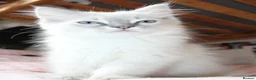 Ragdoll cats for sale: Three months old, fully vaccinated  - Advert 2