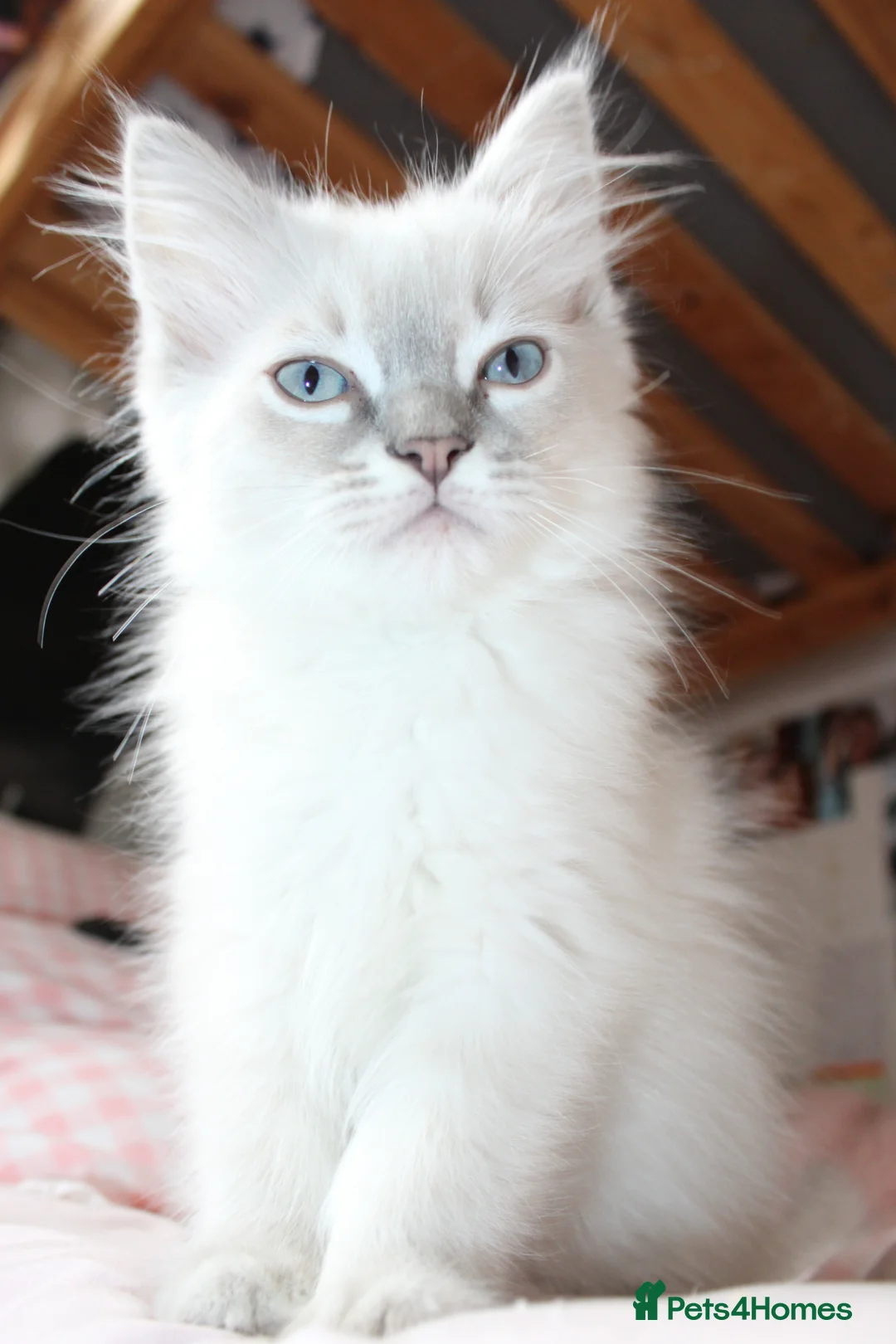 Ragdoll cats for sale: Three months old, fully vaccinated  - Advert 2