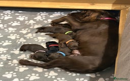 Cockerdor dogs for sale: Cockador Puppies - Image 13