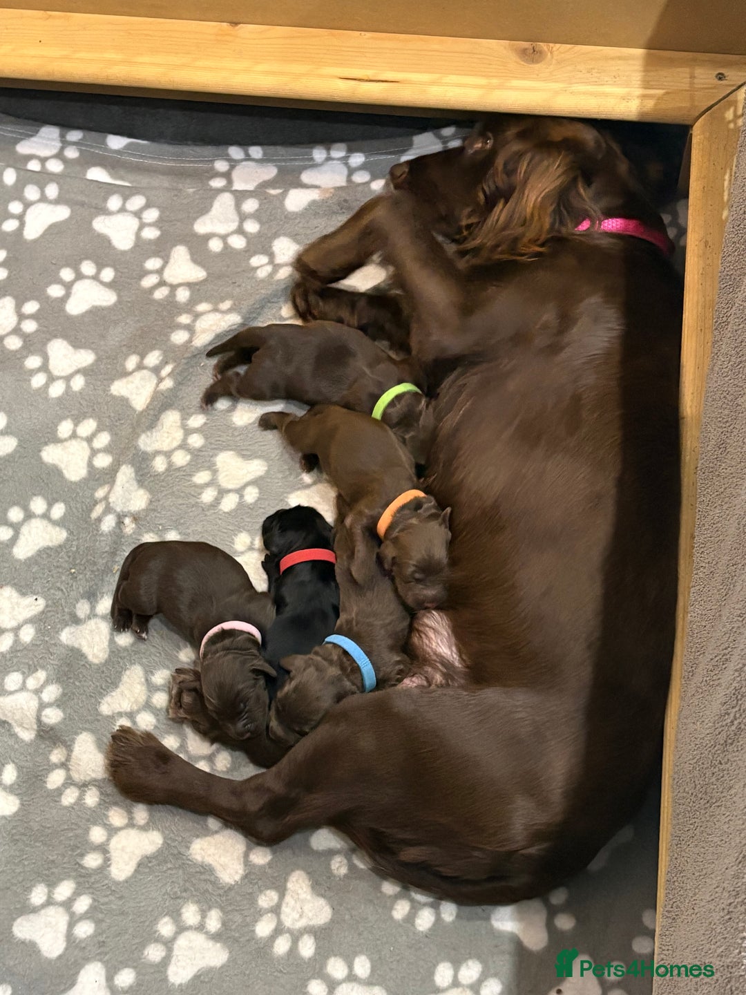 Cockerdor dogs for sale: Cockador Puppies - Image 13