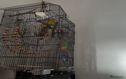 Budgerigars birds for sale: Budgies - Image 3