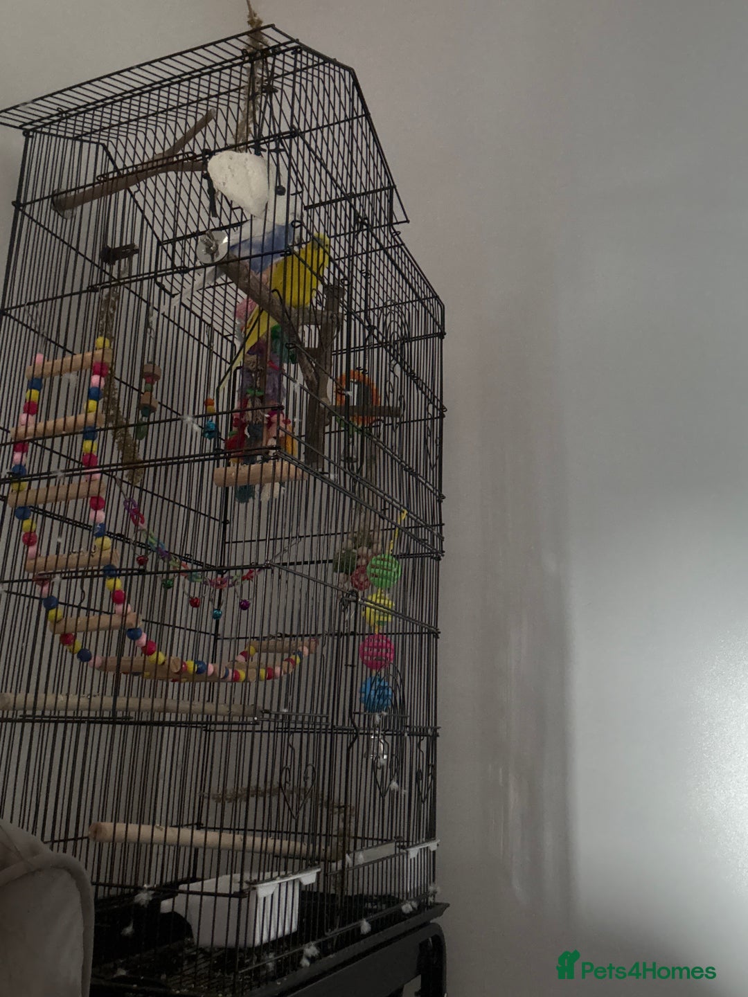 Budgerigars birds for sale: Budgies - Image 3