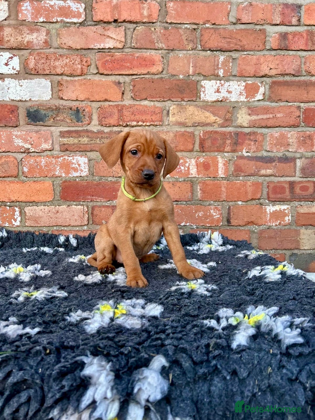 Mixed Breed dogs for sale: Stunning quality Vizslador puppies  - Advert 27