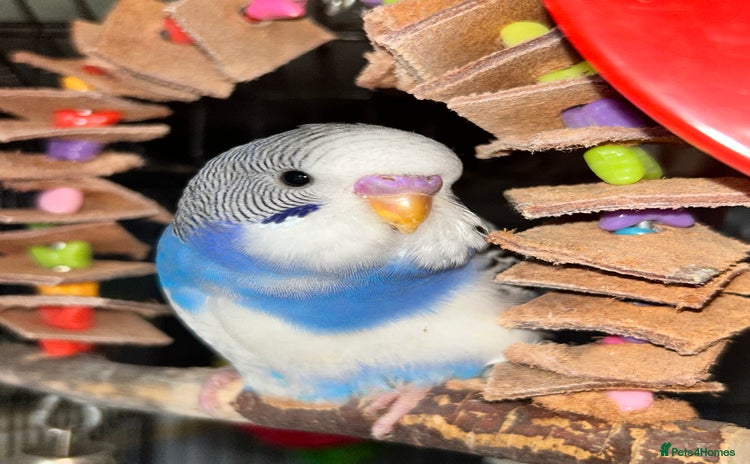 Budgerigars birds - Advert 1