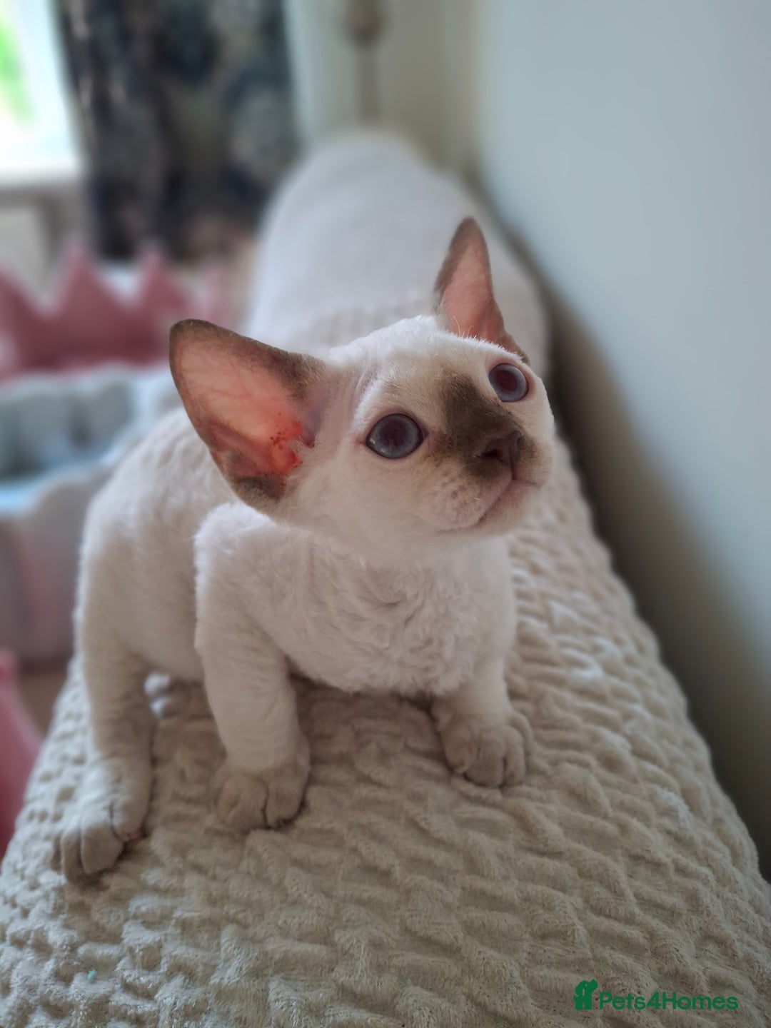 Devon Rex cats for sale: 🐱 Wonderful kittens Devon rex - Image 9