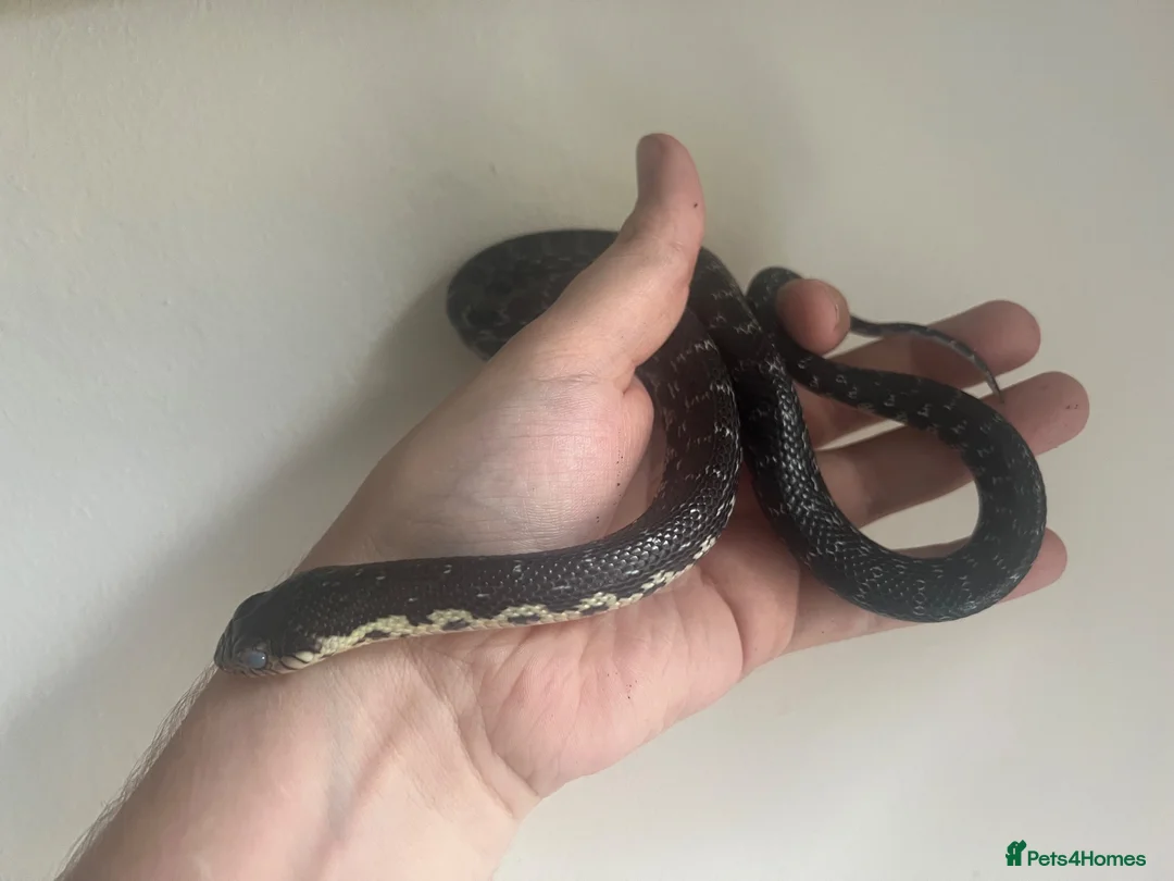 Snake reptiles for sale: CB2025 Giant Madagascan Hognose in Canterbury - Advert 6