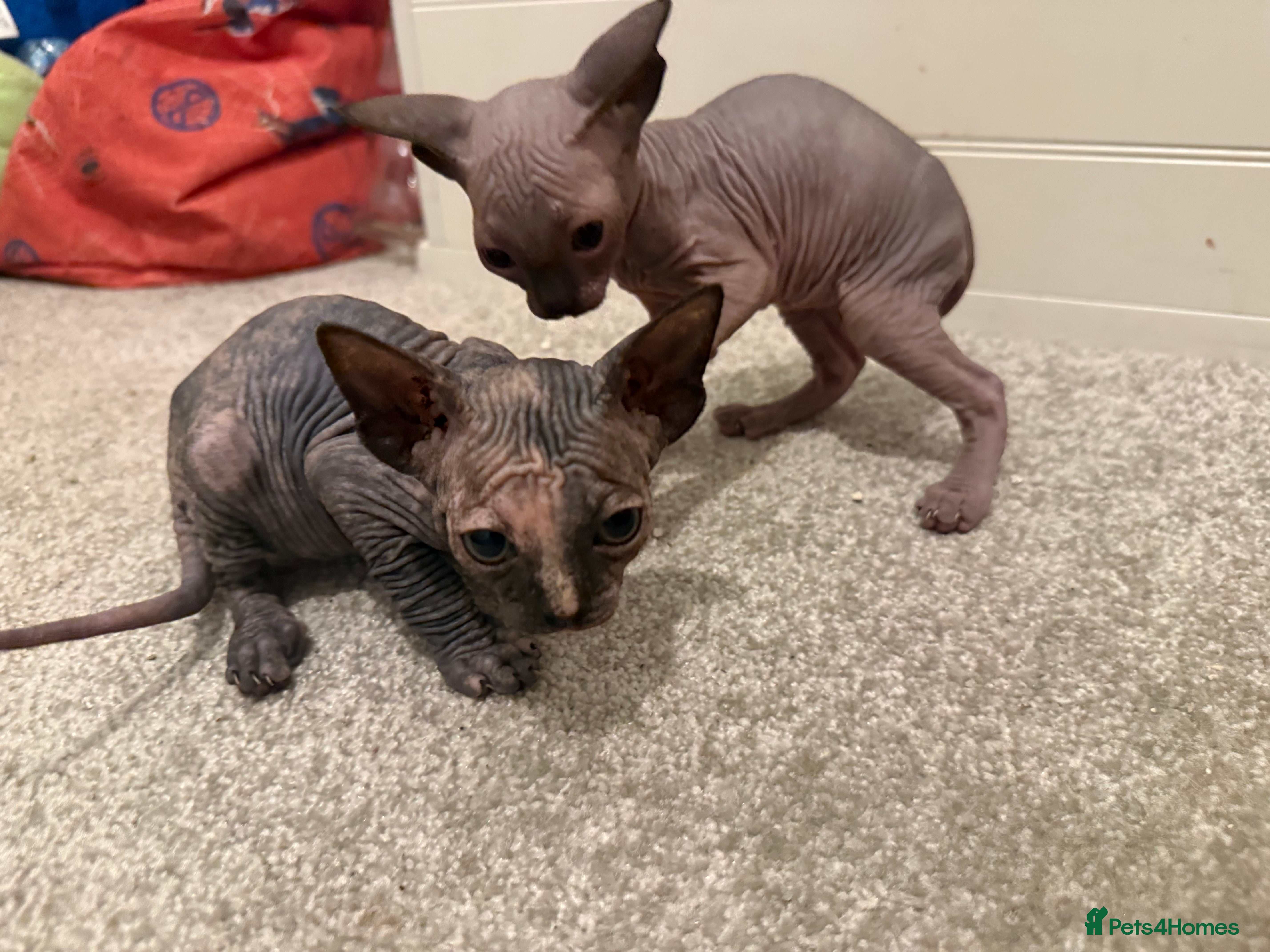 Sphynx cats Sphynx kittens tica registered Ticket - Advert 4