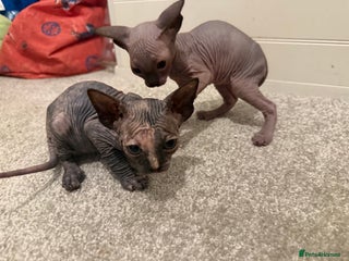 Sphynx cats Sphynx kittens tica registered Ticket - Advert 4