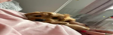 Cavapoo Puppy 1