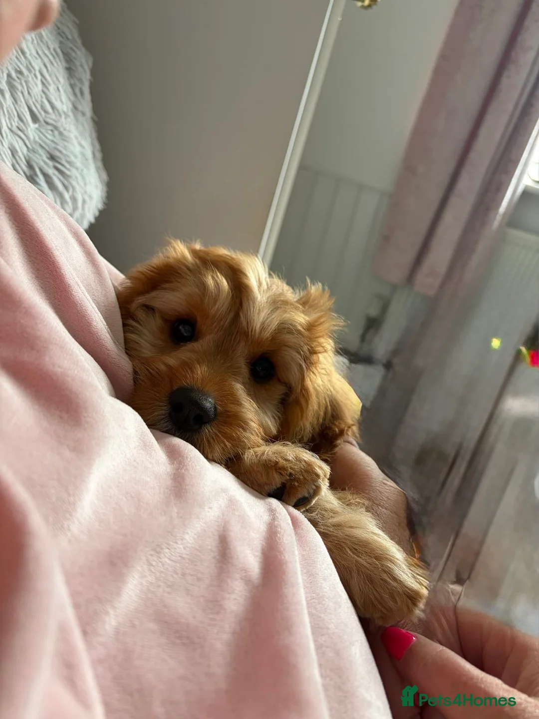 Cavapoo dogs for sale: CAVAPOO  - Advert 2