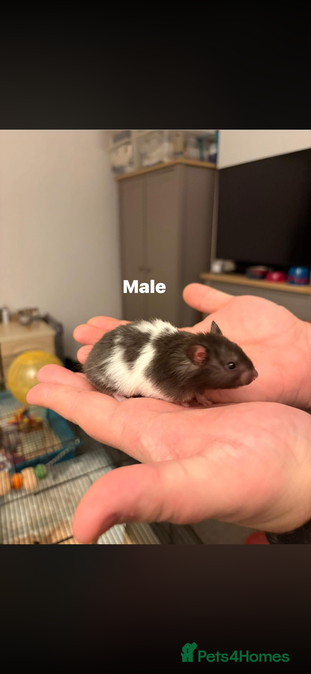 Hamster rodents for sale: Syrian Hamsters - Advert 4