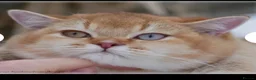 British Shorthair cats for sale: Odd eye proven golden male  - Advert 3