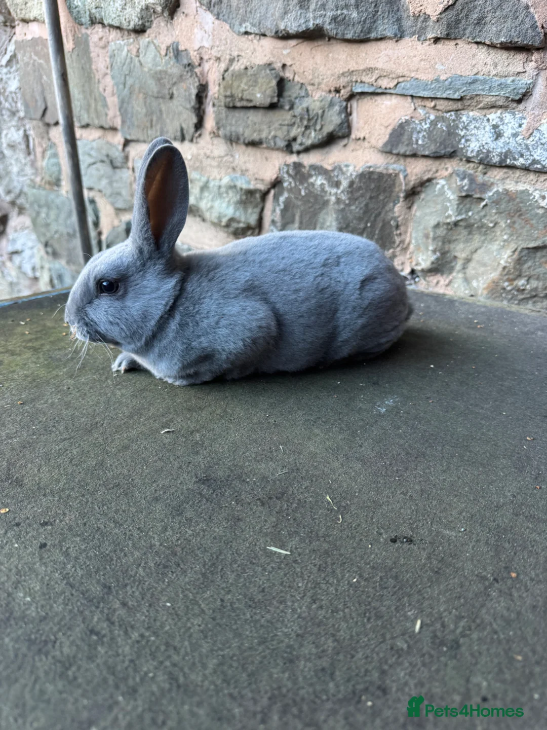 Rex rabbits for sale: Beautiful Blue Mini Rex Buck  - Advert 2