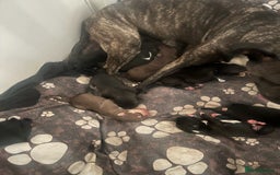 Mixed Breed dogs for sale: Cane corso x staff puppies  - Image 13