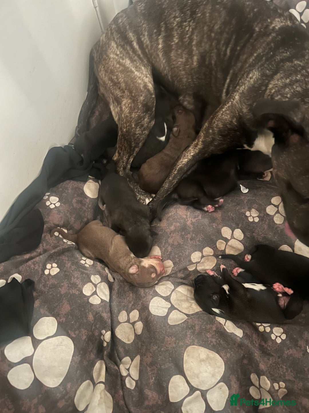 Mixed Breed dogs for sale: Cane corso x staff puppies  - Image 13