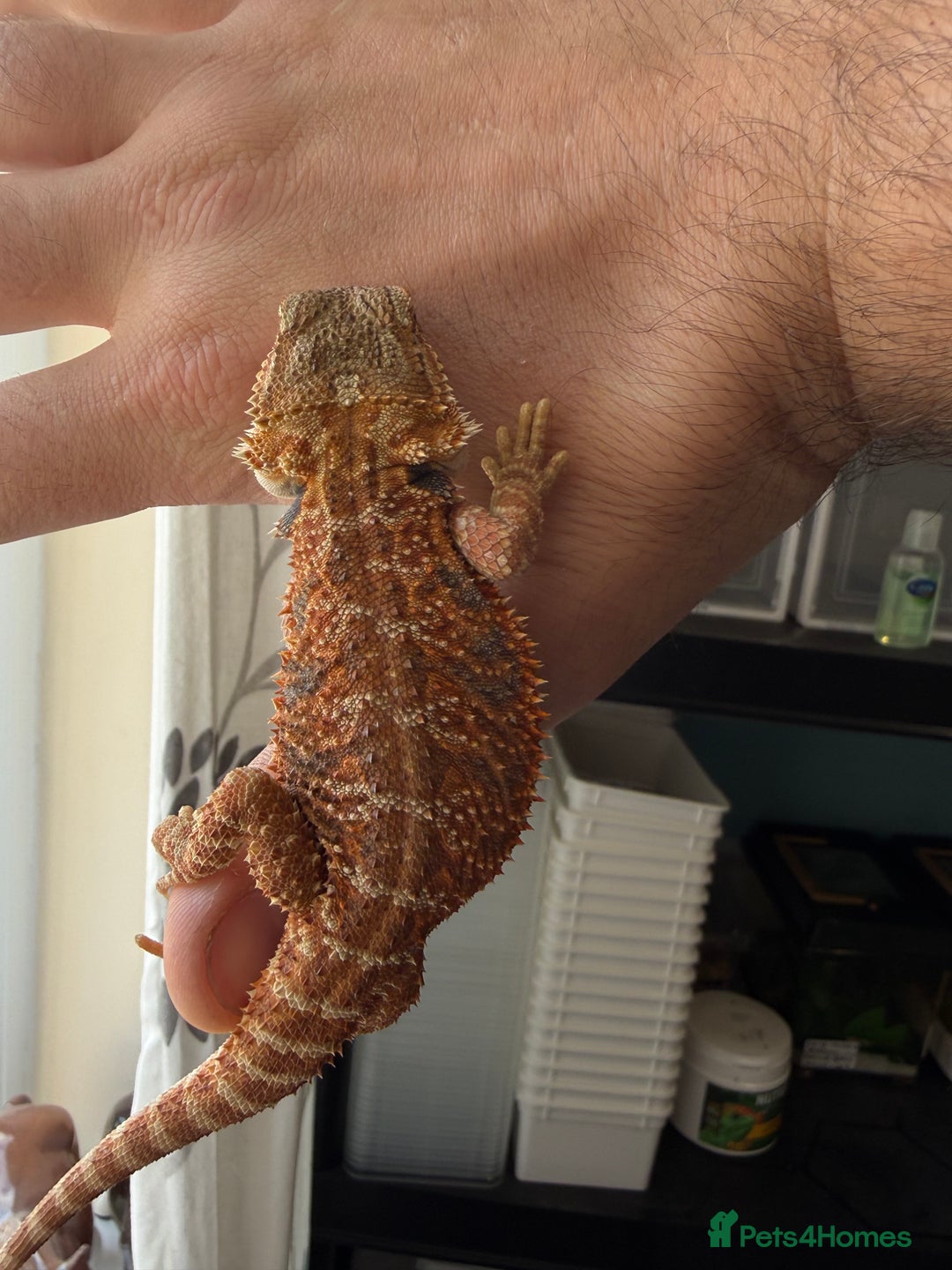 Bearded Dragon reptiles for sale: Last 3 baby dragons AVAILABLE NOW  - Image 8