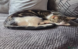 Mixed Breed cats for sale: Beautiful affectionate 4 year old female cat - Image 3