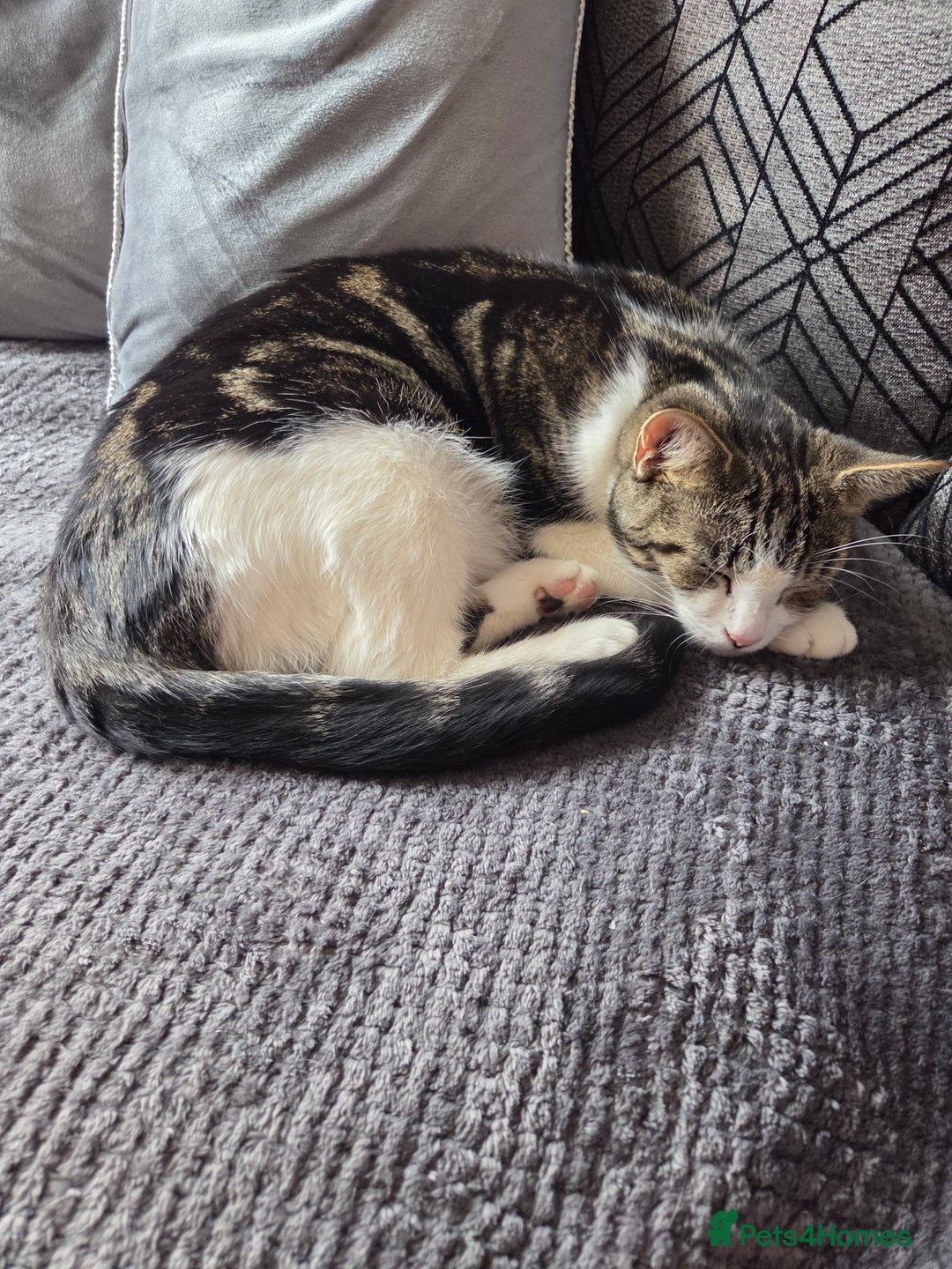 Mixed Breed cats for sale: Beautiful affectionate 4 year old female cat - Image 3