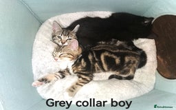 Bengal cats for sale: Stunning Bengal Plus - Image 4