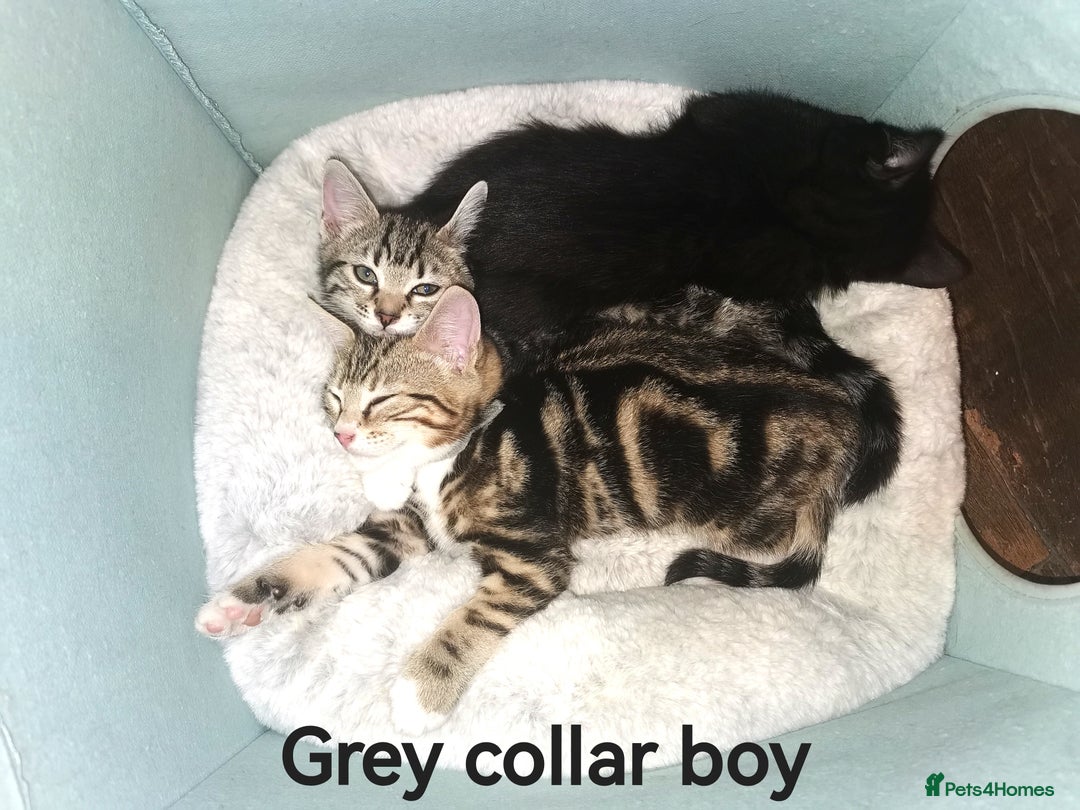 Bengal cats for sale: Stunning Bengal Plus - Image 4