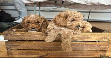 Poochon dogs - Advert 12