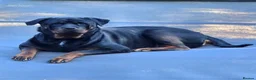 Rottweiler dogs for sale: Beautiful KC Rottweiler puppies. 2 boys, 4 girls in Brierley Hill - Advert 9