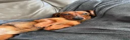 Miniature Dachshund dogs for sale: Beautiful Miniature Dachshund Puppies - Advert 6