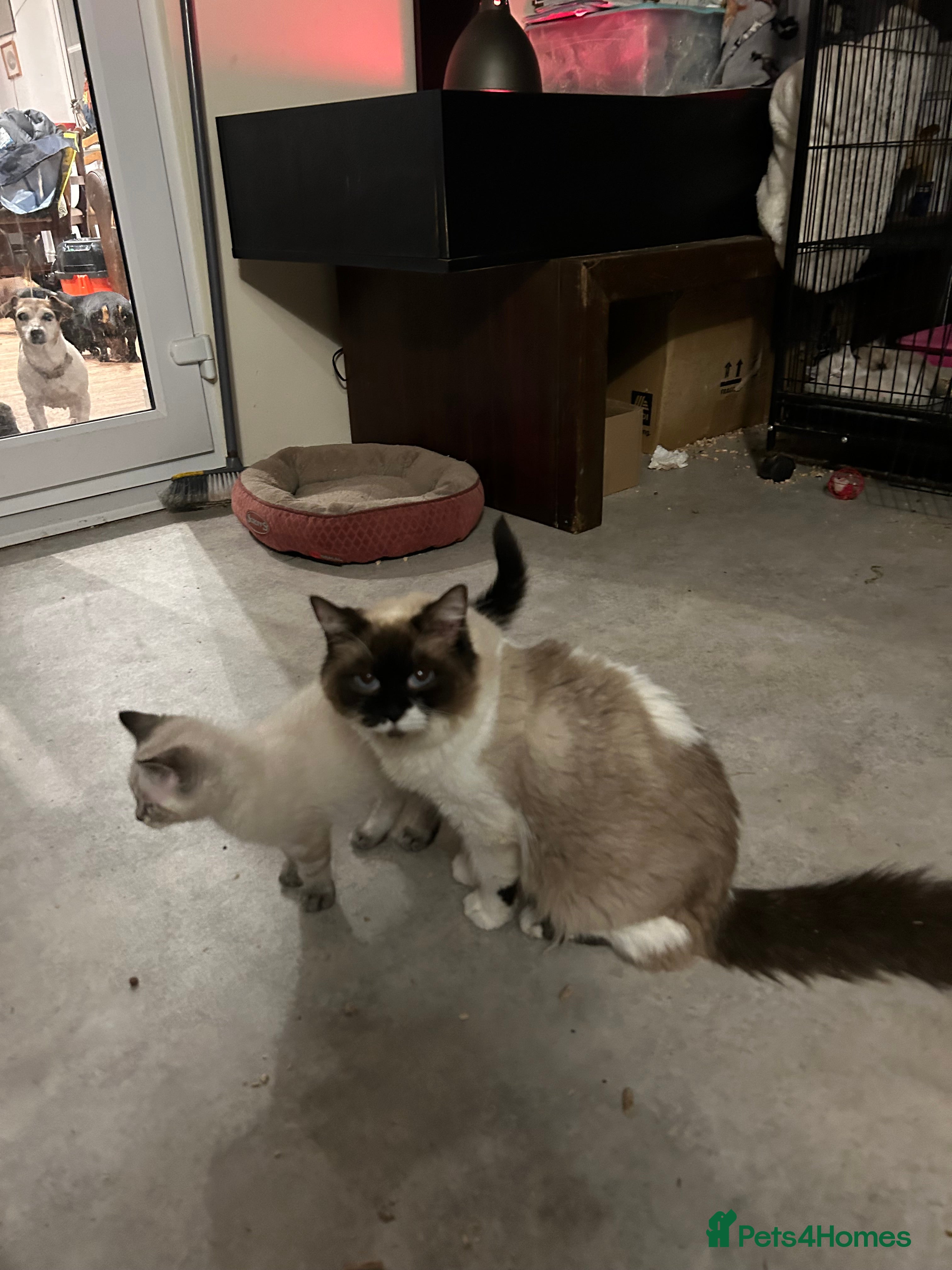 Ragdoll cats Ragdoll kittens for sale - Advert 1