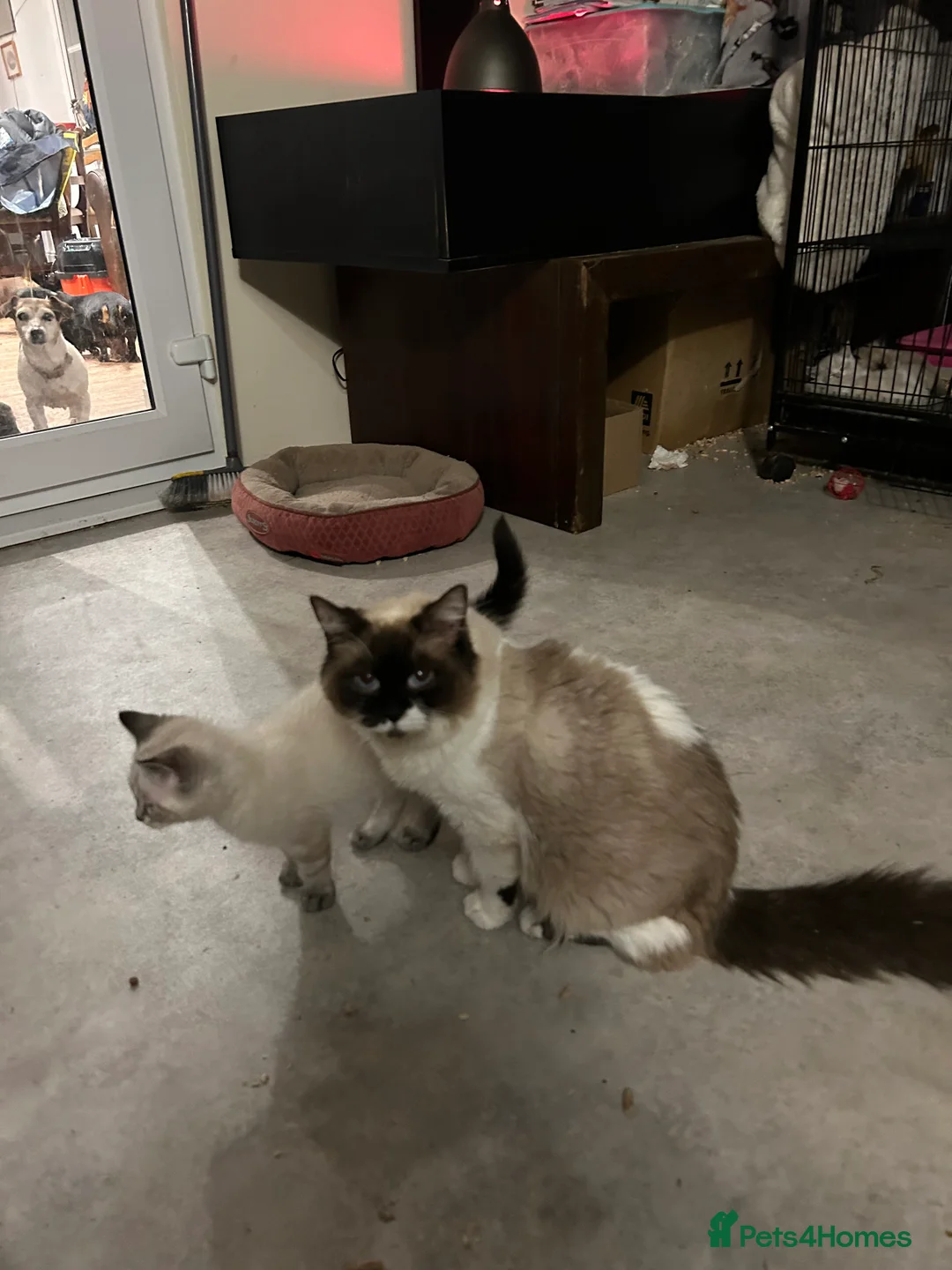 Ragdoll cats for sale: Ragdoll kittens for sale - Advert 1