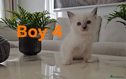 Ragdoll cats for sale: 🤍 Pure Ragdoll Blue Point & Blue Lynx Kittens - Image 13