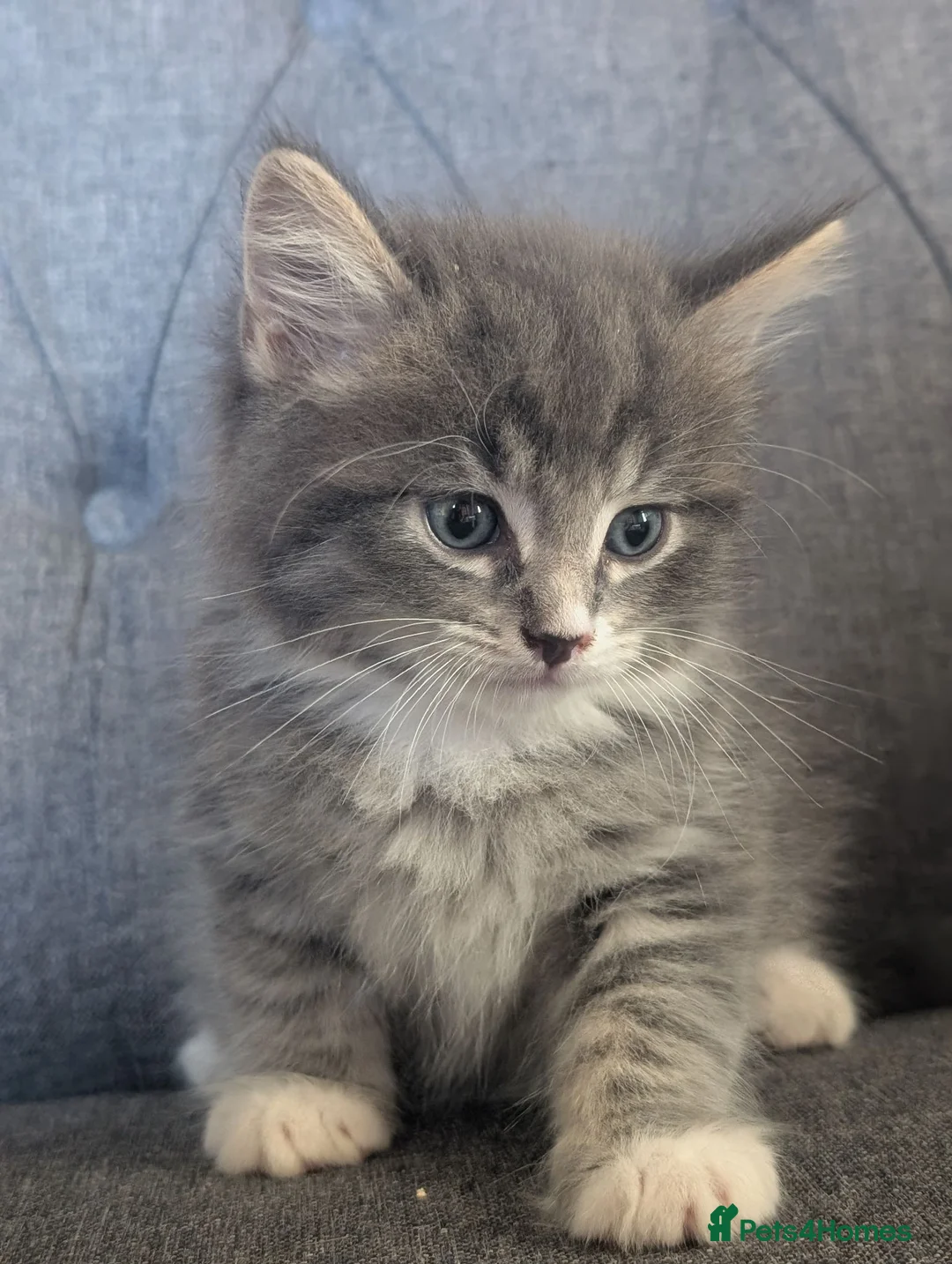 Maine Coon cats for sale: Maine coon x Ragdoll kittens - Advert 1