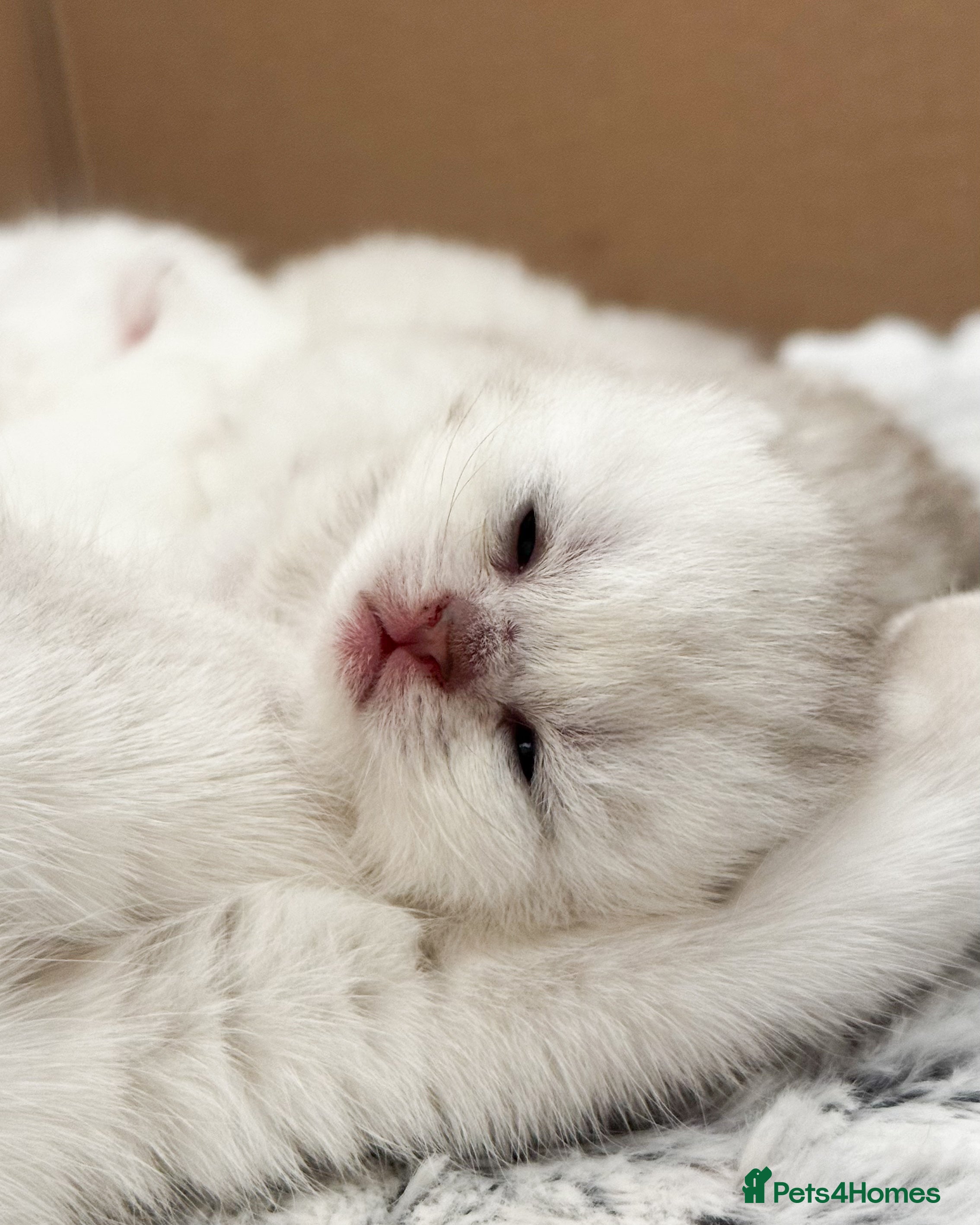 British Shorthair cats Silver British Shorthair kittens - Advert 2