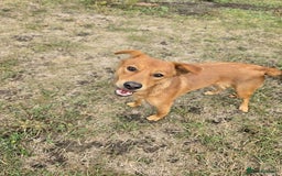 Mixed Breed dogs for adoption: 💙🐶 ARCHIE AND ARNY🐶💙 - Image 12