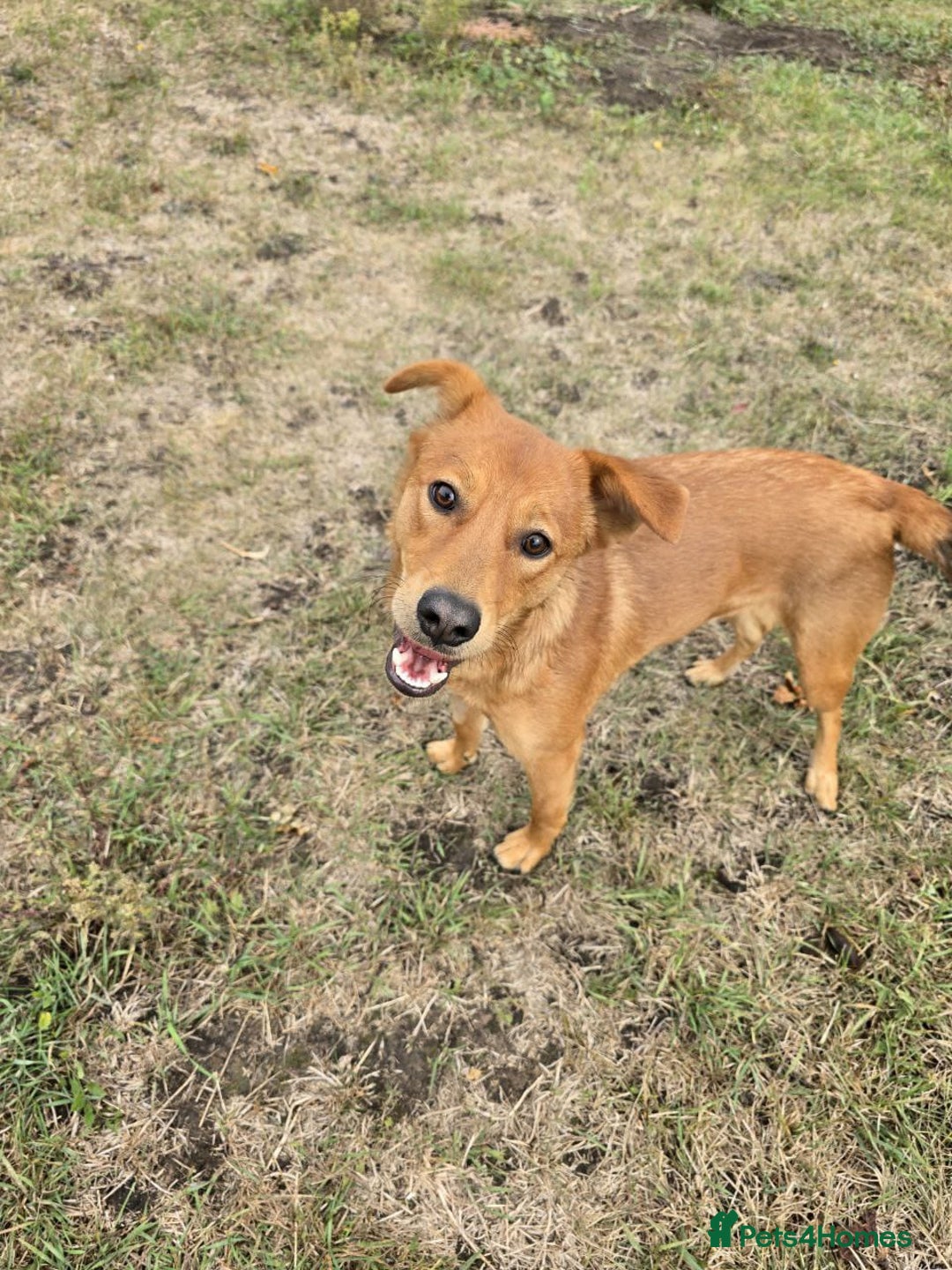 Mixed Breed dogs for adoption: 💙🐶 ARCHIE AND ARNY🐶💙 - Image 12