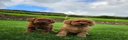 Cavapoo dogs for sale: GORGEOUS RUBY RED CAVAPOO HEALTH TESTED - Advert 2