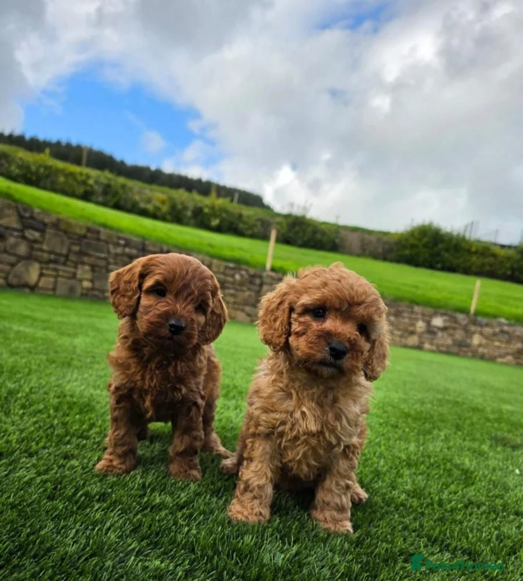 Cavapoo dogs for sale: GORGEOUS RUBY RED CAVAPOO HEALTH TESTED - Advert 2