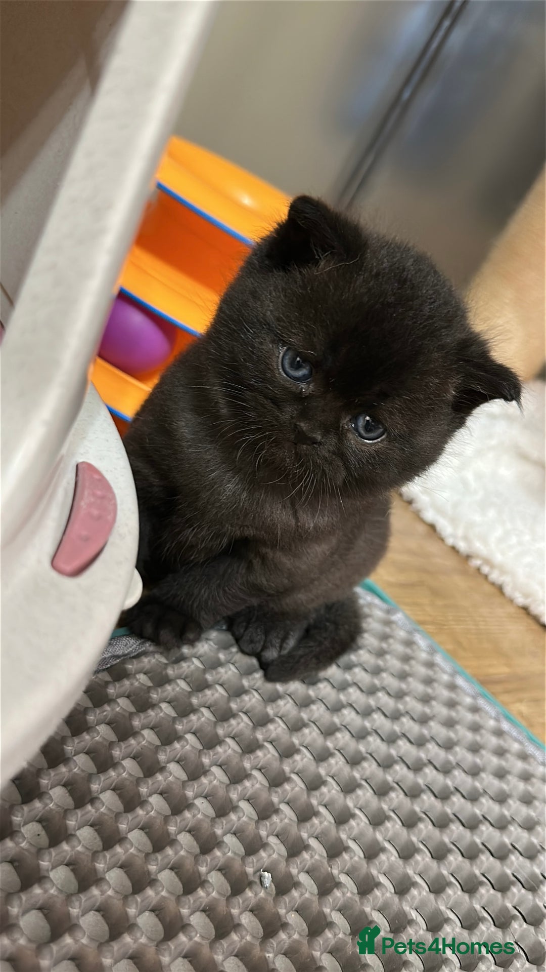 British Shorthair cats for sale: Adorable Kittens – Ready for Reservation  - Image 5