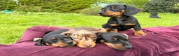 Miniature Dachshund dogs for sale: Last Girl & Boy - Miniature Dachshund Puppies - Advert 10
