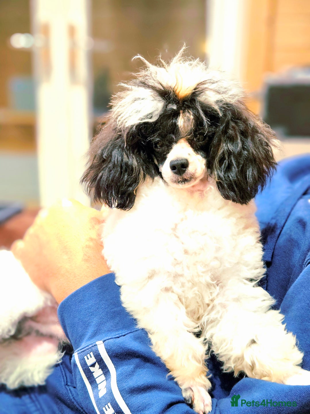 Toy Poodle dogs for stud: TINY KC PARTI TOY POODLE STUD HEALTH TESTED - Advert 3